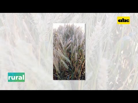Se confirman grandes daños en cultivos de trigo 2023