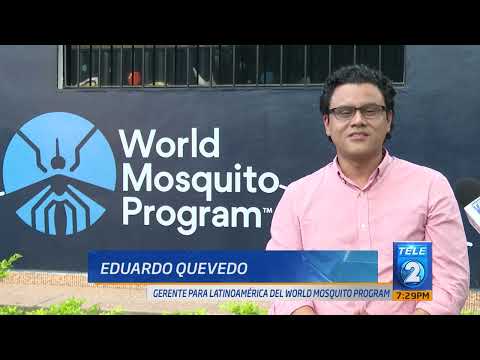 Liberación de zancudos para evitar dengue