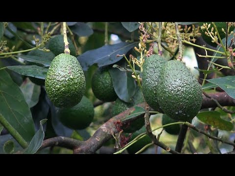 Los aguacates, manjar del Super Bowl y fruta de la discordia en Colombia | AFP