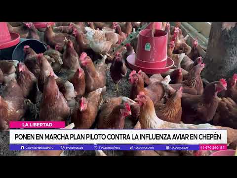 La Libertad: ponen en marcha plan piloto contra la influenza aviar en Chepén