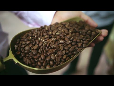 Nicaragua proyecta una producción de 3.7 millones de quintales de café oro
