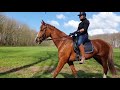 Dressage horse Fijn sportpaard, Fitch