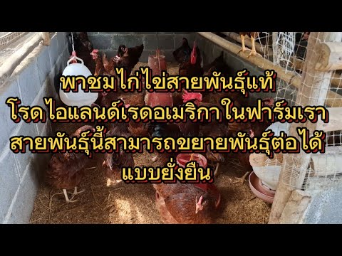 พาชมไก่ไข่สายพันธุ์แท้โรดไอแลน