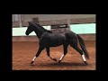 Дрессировка лошади Prachtige 2,5 jarige hengst van Desperado N.O.P x Gribaldi