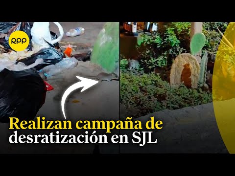San Juan de Lurigancho: Plaga de ratas invade y causa preocupación en la zona de Santa Rosita