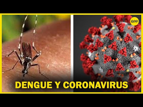 ¿Se puede tener dengue y coronavirus al mismo tiempo Médico infectólogo responde