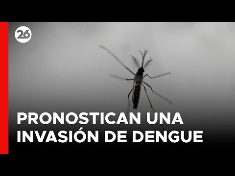 ARGENTINA | Las condiciones climáticas anticipan una nueva invasión de dengue