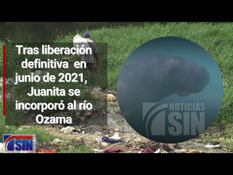 Muerte de manatí Juanita generó debate por contaminación