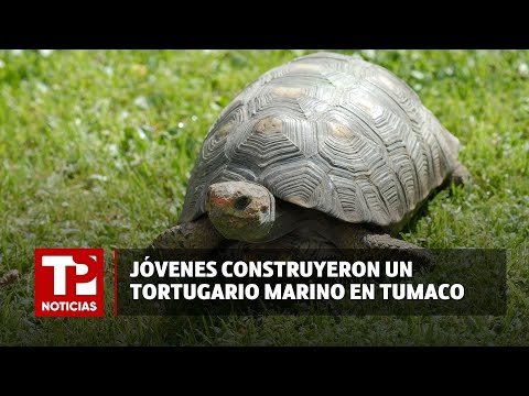 Jóvenes construyeron un tortugario marino en Tumaco |09.05.2024| TP Noticias