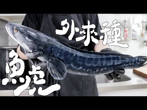 所以外來種魚虎好吃嗎？｜RICOの食材圖鑑