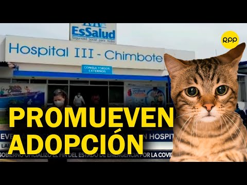 Áncash: Promueven adopción de gatos que viven en el Hospital III de EsSalud de Chimbote
