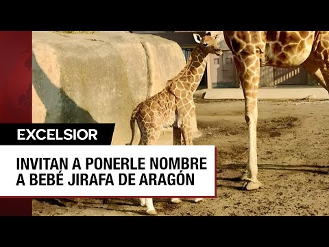 Ponle nombre a la jirafa nacida en el zoológico de Aragón