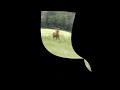 Dressuurpaard Super getalenteerd veulen uit een bewezen sport stam