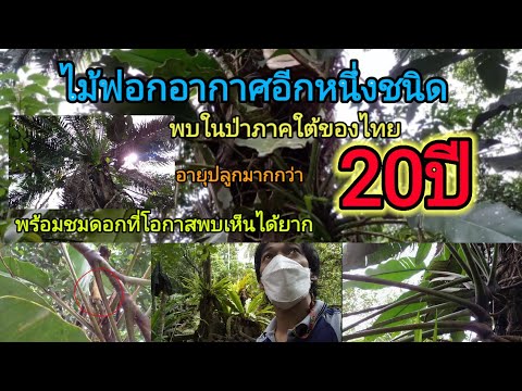 ไม้ฟอกอากาศทางป่าภาคใต้อายุปลู ไม้ฟอกอากาศทางป่าภาคใต้อายุปลู