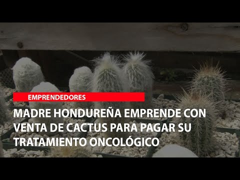 Madre hondureña emprende con venta de cactus para pagar su tratamiento oncológico