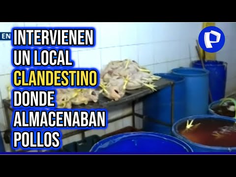 Intervienen local clandestino donde almacenaban pollos en condiciones insalubres en Los Olivos