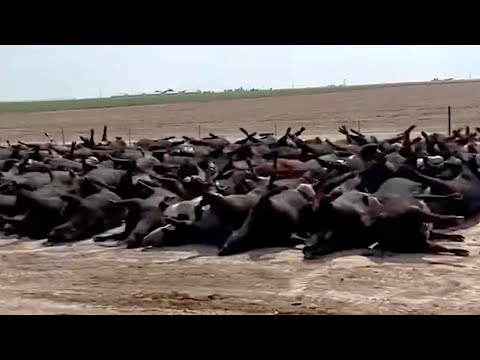 Golpe de calor en Kansas City mata a una gran cantidad de ganado