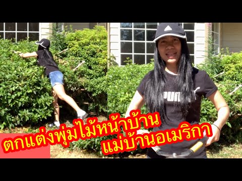 ตบแต่งพุ่มไม้หน้าบ้านเมียฝรั่ง ตบแต่งพุ่มไม้หน้าบ้านเมียฝรั่ง