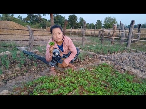 ยามแลงเก็บผักเมือใส่แจ่วกบ🇱🇦