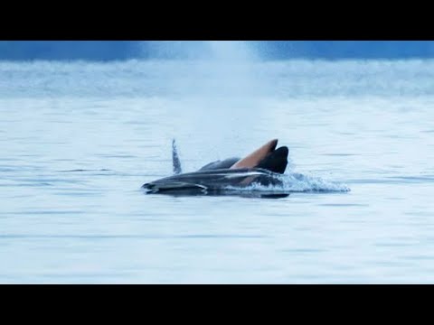 Mother orca spotted carrying lifeless body of her calf