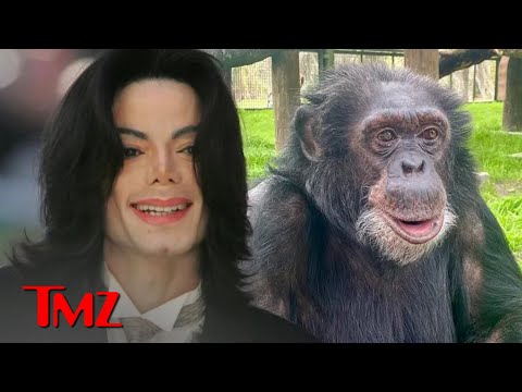 Michael Jackson Would Be Happy With Bubbles the Chimp's Life, Says Sanctuary | TMZ TV