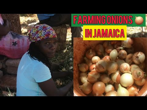 ONION FARMING FAMILY IN THE BREAD BASKET OF JAMAICA/ ONION FARMERS / FARMING ONIONS IN JAMAICA