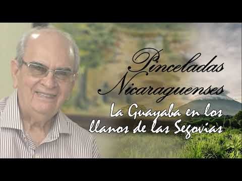 Pinceladas Nicaragüenses - La Guayaba en los llanos de las Segovias