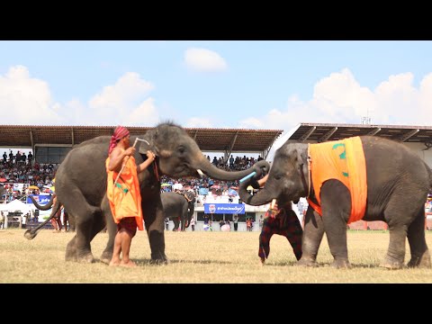 Live🔥งานช้างสุรินทร์❤️🐘ต่อ