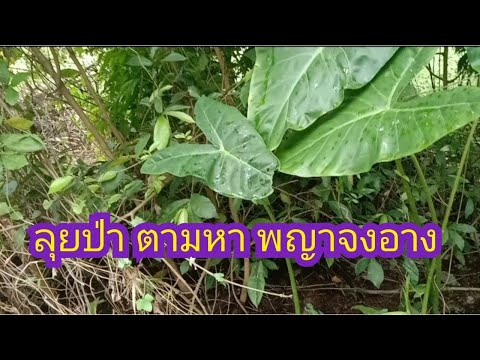 ลุยป่าตามหาต้นพญาจงอาง-(Alocas ลุยป่าตามหาต้นพญาจงอาง-(Alocas
