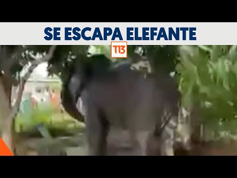 Elefante escapa de Parque Nacional en Sudáfrica