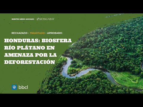 Honduras: deforestación amenaza la zona cultural de la Biosfera Río Plátano