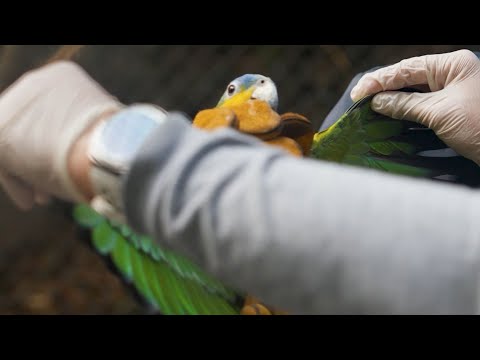 Aves silvestres se rehabilitarán en Bolívar - Teleantioquia Noticias
