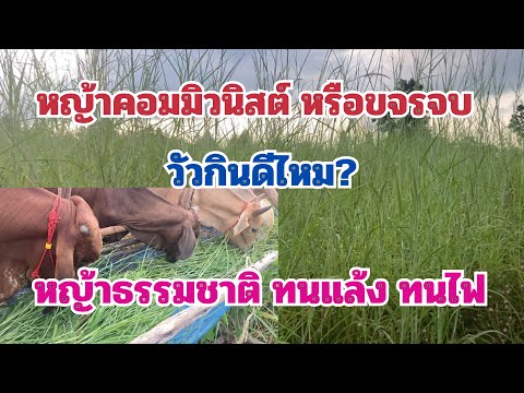 หญ้าคอมมิวนิสต์หรือขจรจบวัวก