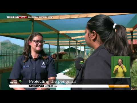 CONSERVATION | Protecting penguins in their natural habitats