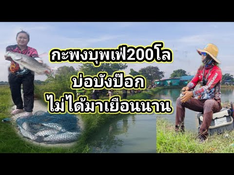 Ep228ตกกะพงบุพเฟ่200กก.บ่อบัง