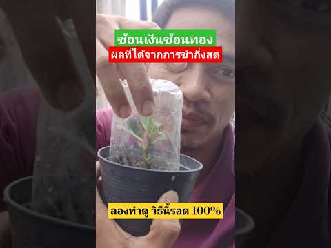 ชำกิ่งสดรากติดแล้วเรียบร้อยว