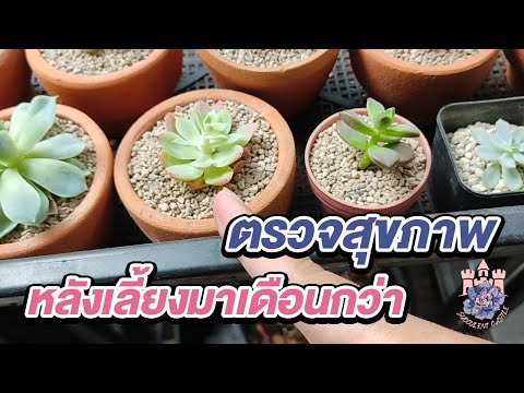 ปลูกไปด้วยกัน:ตรวจสุขภาพกุห