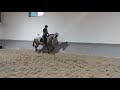 Dressage horse 3yo Stallion PSL
