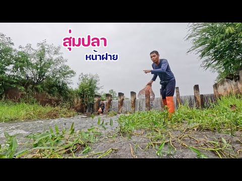 สุ่มปลาตื่นน้ำใหม่หลังฝนตกหนั