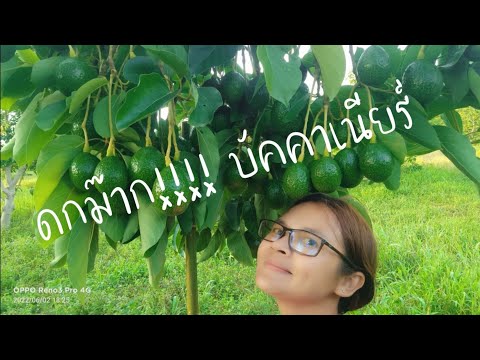 บัคคาเนียร์ความดกต้องยกให้เลย