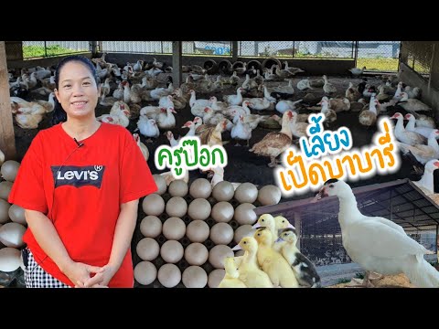 คุณครูเลี้ยงเป็ดบาร์บารี่--เลี คุณครูเลี้ยงเป็ดบาร์บารี่--เลี