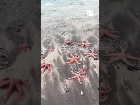 Reportan masiva varazón de estrellas de mar en playa de Pichilemu