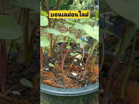 อัพเดท-ตัดไหลบอนเลม่อนไลม์-ไหล อัพเดท-ตัดไหลบอนเลม่อนไลม์-ไหล