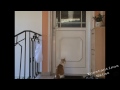 Smart cat opens doors crazy funny Cat