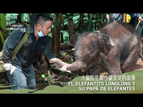Héroes anónimos | El elefantito Longlong y su Papá de Elefantes