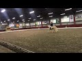 Dressuurpony Prachtige palomino pony