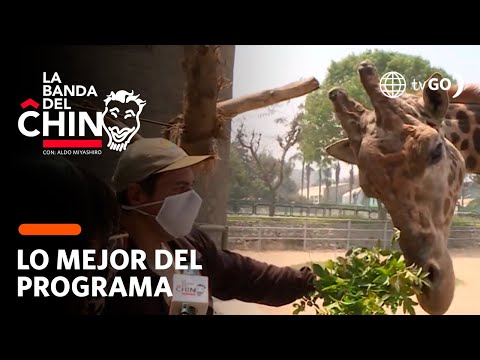 La Banda del Chino: Animalitos concursan para ser el rey o reina de la primavera 2020 (HOY)