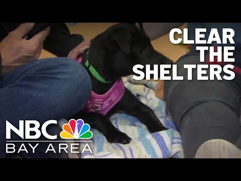Watch: East Bay ASPCA featured on National Adopt a Shelter Pet Day