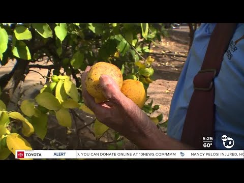 Senior Gleaners win award for harvesting fruit to help San Diego's needy