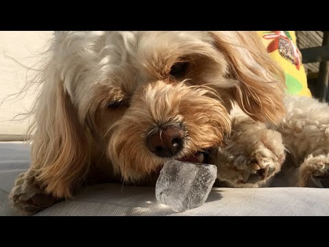 ¿Es bueno darle hielo a nuestras mascotas ante la ola de calor?